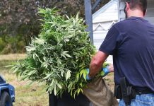 No arrests yet following last week’s cannabis drug bust