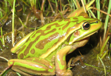 Frogs in the Gippsland Lakes caught ‘in the act’