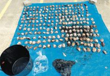Fisheries officers catch abalone thieves