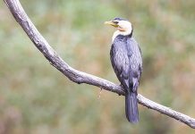 Protecting the Lakes fromwest to east