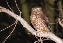 Study shows bird flight pathsthrough offshore wind zone