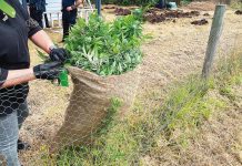 Police seize over 170 cannabis plants from Sale property