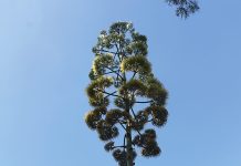 Time for Gippsland succulent to bloom