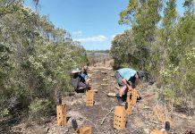 Lakes saltmarsh works in the Gippsland Lakes