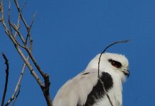 Bird of the month: black-shouldered kite
