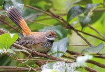 Bird of the Month: Rufous fantail