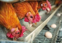 VFF calls for caged egg phase-out pause