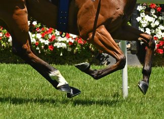 Local horse wins Drouin Cup