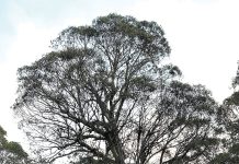 Fire-proofing Millers Hut