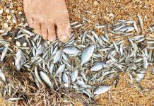 Loch Sport fish death event cited as natural occurence