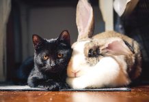 Furry friends find new homes at Petstock Sale