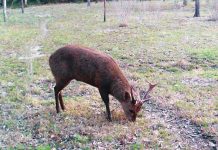 Hog deer hunting season underway