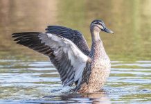 Bird of the Month for April: Pacific black duck