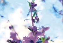 Protecting Wellington flora