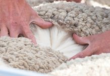 Gippsland Sheep Breeder’s Association celebrates 70 years