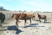 RSPCA warns of horse crisis