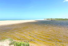 Estuaries in transition