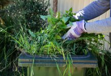 Be fire ready with no-fee green waste disposal