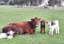 Triplet utter surprise