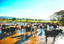 Funding to make the most of manure