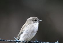 Bird of the month: jacky winter