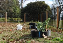 From little things … big things grow