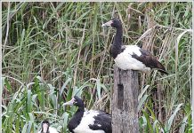 Rare geese visit Gippsland Lakes