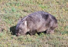 Man charged over wombat deaths