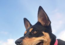 Cobber Challenge: Who will be top dog?