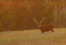 Hunter’s $120k trespassing pay-out lifts lid on poaching problem