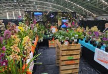 Sale orchid club success at state show