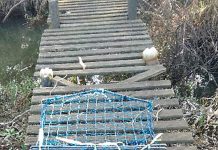 Dead platypus found in traps near Yarram and Nilma
