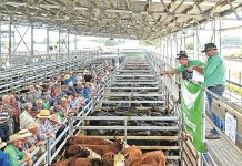 Big increase in cattle at Gippsland Regional Livestock Exchange