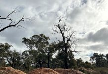 Dumped pine near Sale becomes pricey as company fined