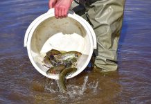 Rainbow trout fishing for school holidays