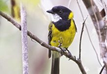 Bird of the month: Golden whistler