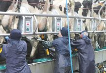 Gippsland dairy with 1200 capacity toured by hundreds