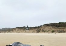 Beach reopens after whale stranding