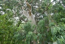 Tree provision a tall order