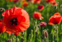 Donate to Poppy Appeal to support veterans