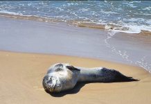 Lounging Leopard seal spotted near Seaspray