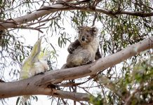 Capturing the beautiful and funny side of nature