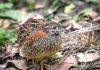 Bird of the month: Painted button quail