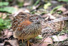 Bird of the month: Painted button quail