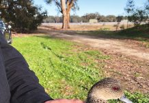 Largest Australian duck tracking research project takes flight
