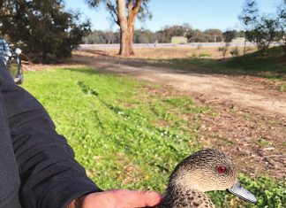 Largest Australian duck tracking research project takes flight