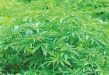 Summit explores possibilities with hemp