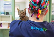 Keep your pets safe this New Year’s Eve