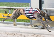 Ascend Geranium earns shot at group one glory