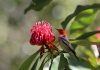 December bird of the month: Scarlet honeyeater